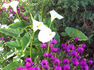 Villa Cala Murada Registrazione all'aperto 29