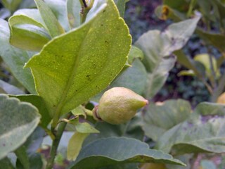 Villa Cala Murada Buitenaudio-opname 26