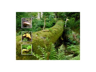 Appartamento per vacanze Schmiedefeld Ambiente 13