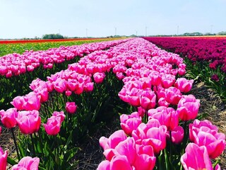 Vakantiehuis Dirkshorn Omgeving 33