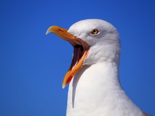 Möwe