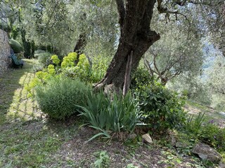 Casa per le vacanze Dolcedo Registrazione all'aperto 20