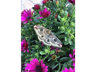 Casa per le vacanze Dolcedo Registrazione all'aperto 17