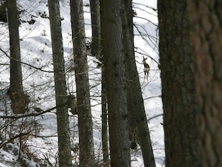 Bungalow Bad Tabarz Umgebung 22