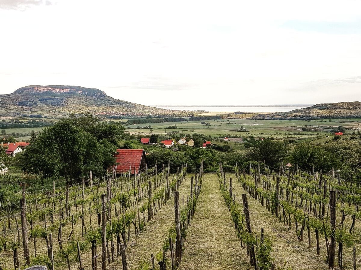 Balaton mit dem Weinberg Badacsony