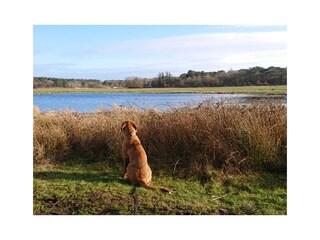 Bungalow De Koog Environnement 22