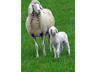 Casa per le vacanze Ramsau am Dachstein Ambiente 28