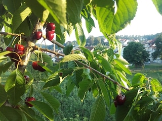 Blick in unsere Obstanlage