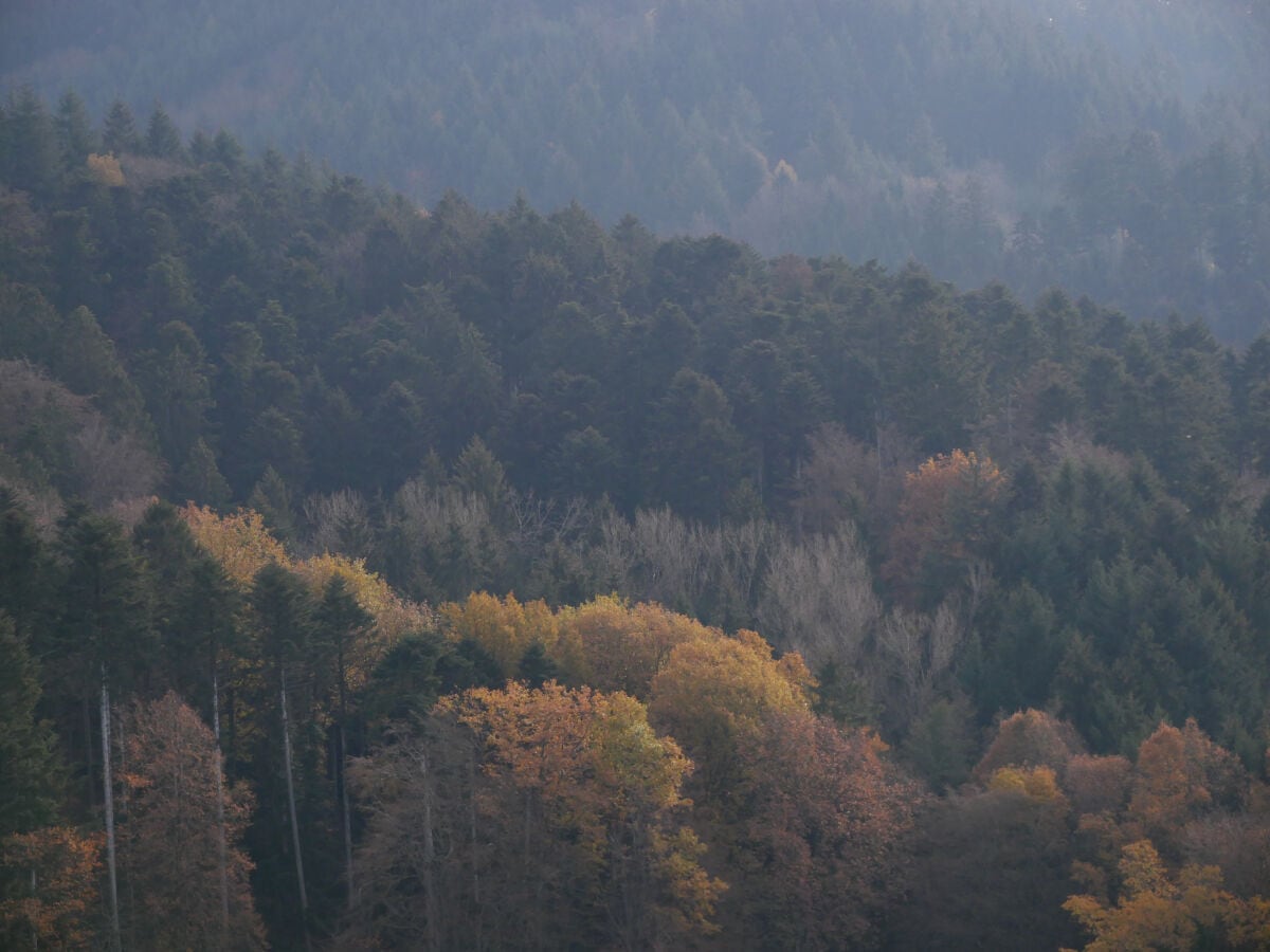 Blick von der Terrasse in den Schwarzwald