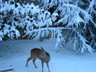 Appartamento per vacanze Porec Ambiente 34