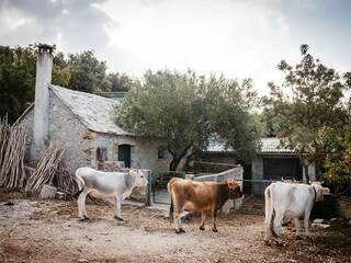 Appartamento per vacanze Supetar Registrazione all'aperto 16