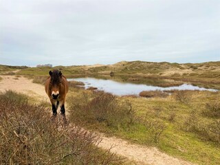 Vakantiehuis Egmond aan Zee Omgeving 27