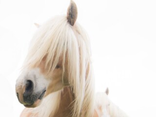 Appartamento Hollum Ambiente 22