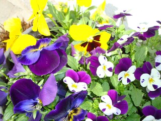 Appartamento per vacanze Auffach Registrazione all'aperto 8