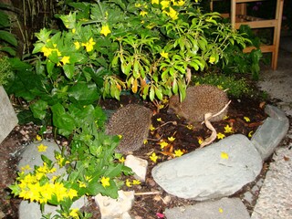 Appartamento per vacanze Auffach Registrazione all'aperto 10