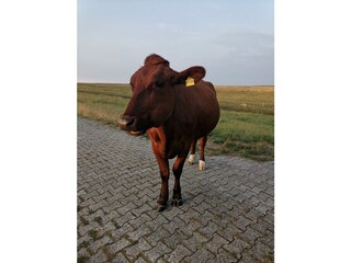 Kuh auf dem Deich