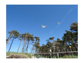 Prerow, Weststrand, Windflüchter