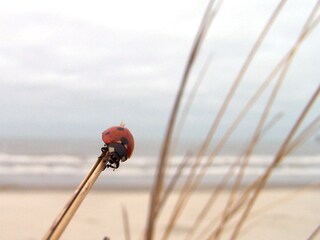 Am Strand von Norderney