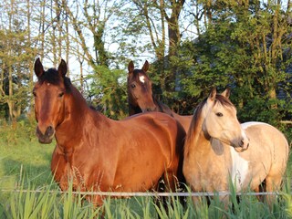 Appartement de vacances Grimersum Enregistrement extérieur 11
