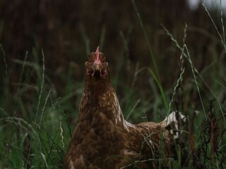 Vakantieappartement Grimersum Buitenaudio-opname 7