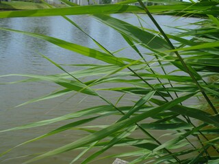 Vakantiehuis Breskens Buitenaudio-opname 4