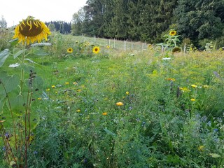 Unsere Blumenwiese
