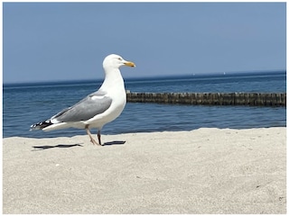 Ferienwohnung Zingst  21