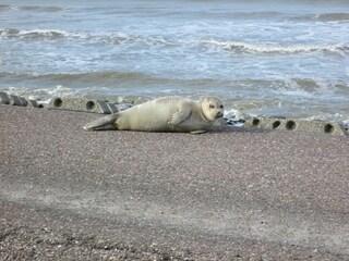 Seehund am Strand