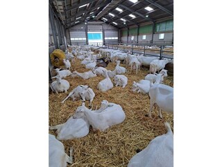 Vakantiehuis Ouddorp Omgeving 31