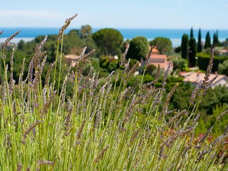 Villa Saint-Paul-de-Vence Buitenaudio-opname 15