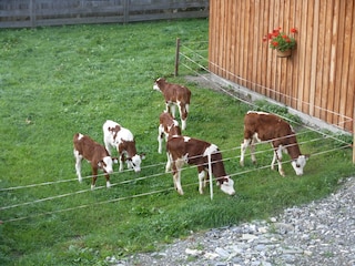 Vakantieappartement Rauris Omgeving 13