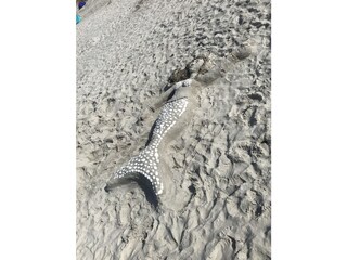 Strandnixe Prerow