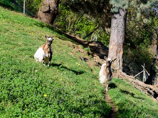 Appartamento per vacanze Lana Ambiente 17