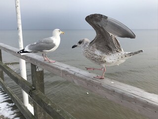 Möwen auf der Seebrücke