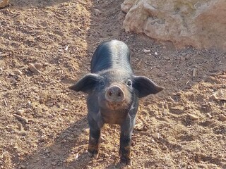 Casa per le vacanze Cala Llombards Ambiente 39
