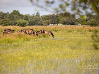 Casa per le vacanze Renesse Ambiente 32