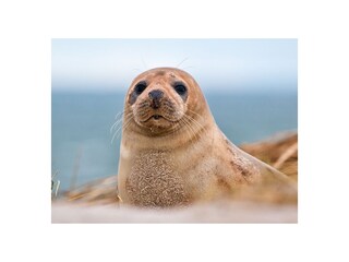 Casa per le vacanze Renesse Ambiente 33