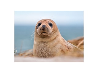 Watch seals directly from the beach!