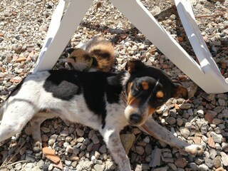 Casa per le vacanze Bosa Registrazione all'aperto 12