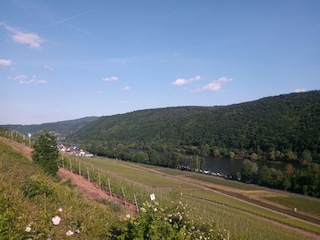 Die Mosel - nur einen Steinwurf entfernt