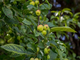 Casa per le vacanze Vrouwenpolder Registrazione all'aperto 5