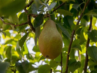 Casa per le vacanze Vrouwenpolder  37
