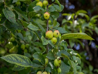 Ferienhaus Vrouwenpolder Außenaufnahme 5