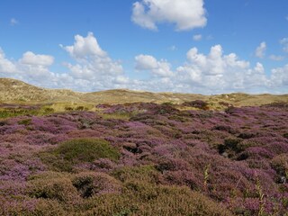 Bungalow De Cocksdorp Ambiente 35