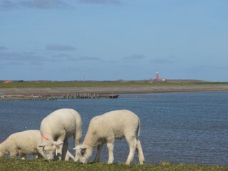 Bungalow De Cocksdorp Ambiente 36