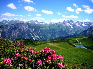 Alpenrosenblüte