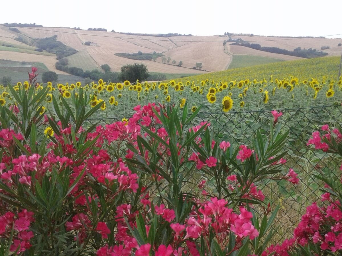 Sonnenblumenfelder