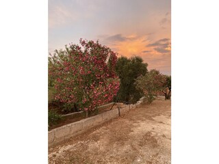 Holiday house Manduria Outdoor Recording 10