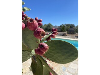 Holiday house Manduria Outdoor Recording 13