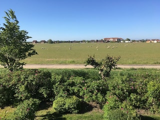 Holiday house Friedrichskoog  38